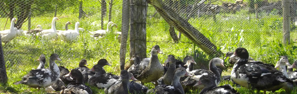 élevage canard, oies et poulet bio en Haute-Loire